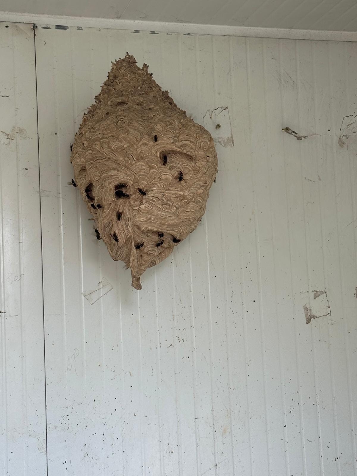 Destruction de nid de frelon asiatique — Céret