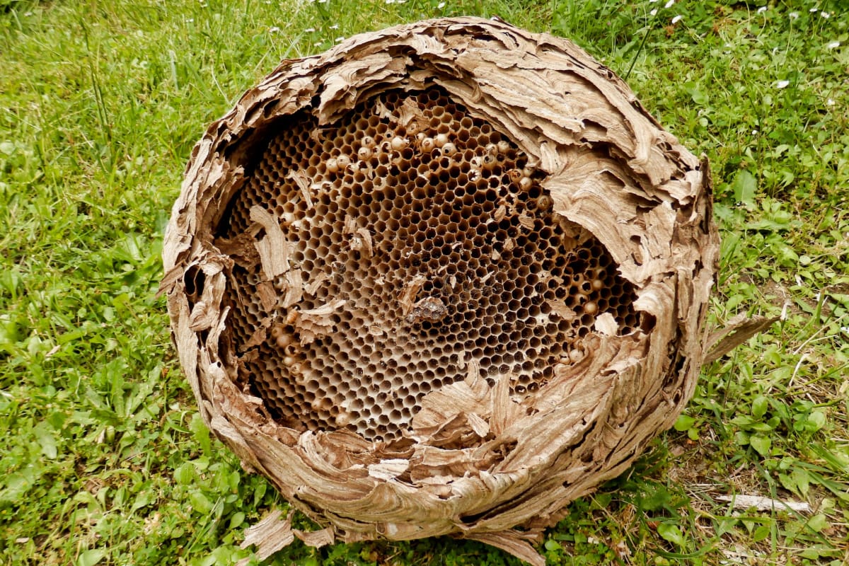 nid détruit — séchage et chute naturelle