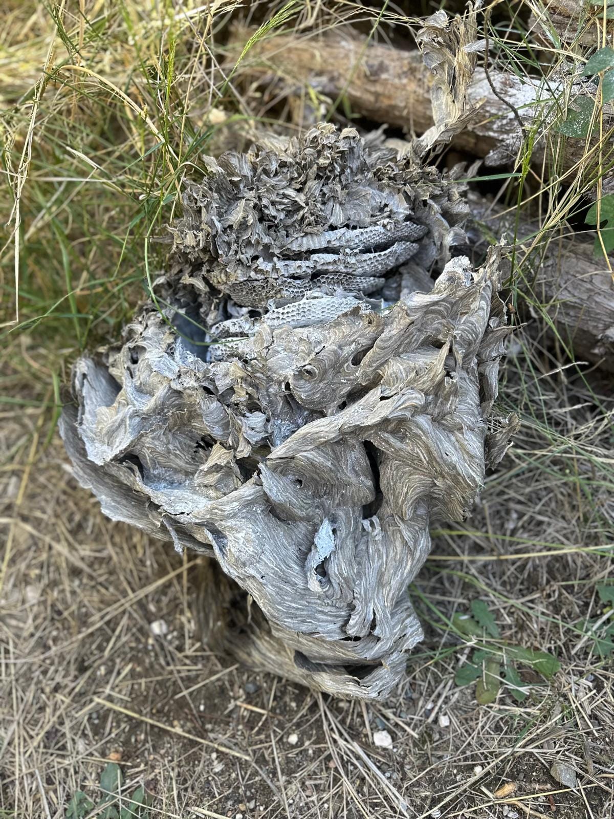 Destruction de nid de guêpes — Saint-Cyprien — photo 2 sur 2